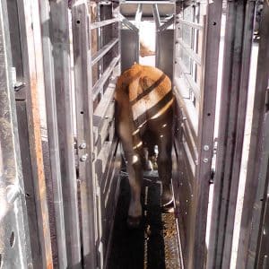 Cage de contention CCR5000
