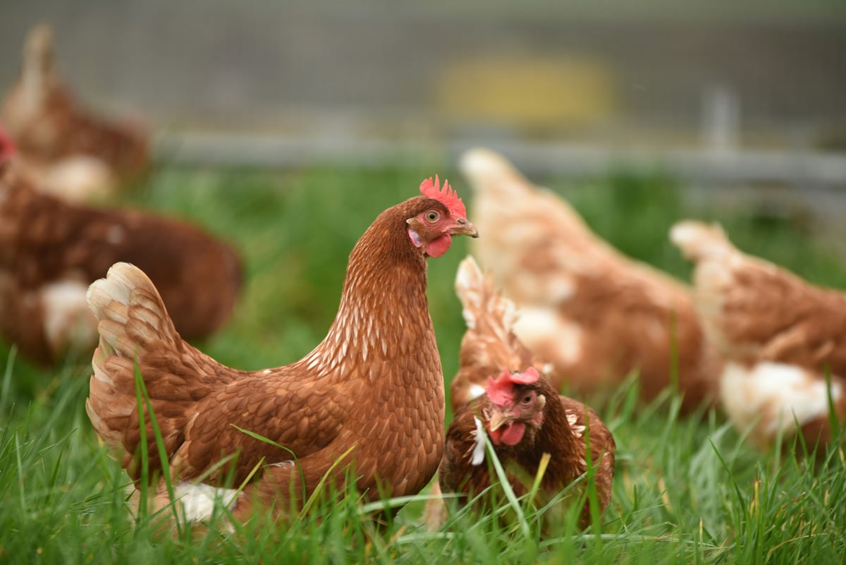 belles poules rousses dans l'herbe verte