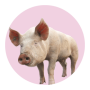 cochon