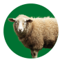materiel pour moutons