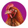 poulet